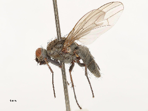  ( - CBG-A69635-D05)  @11 [ ] CreativeCommons - Attribution Share - Alike (2025) CBG Photography Group Centre for Biodiversity Genomics