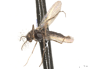  (Thalassosmittia - CBG-A69635-F12)  @11 [ ] CreativeCommons - Attribution (2025) CBG Photography Group Centre for Biodiversity Genomics