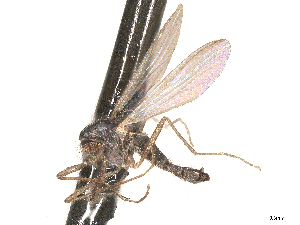  ( - CBG-A69635-G01)  @11 [ ] CreativeCommons - Attribution (2025) CBG Photography Group Centre for Biodiversity Genomics