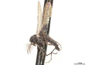  ( - CBG-A69635-G02)  @11 [ ] CreativeCommons - Attribution (2025) CBG Photography Group Centre for Biodiversity Genomics