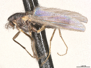  (Thalassosmittia marina - CBG-A69635-G06)  @11 [ ] CreativeCommons - Attribution (2025) CBG Photography Group Centre for Biodiversity Genomics