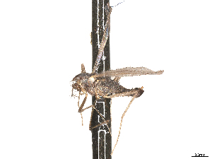  ( - CBG-A69635-G07)  @11 [ ] CreativeCommons - Attribution (2025) CBG Photography Group Centre for Biodiversity Genomics