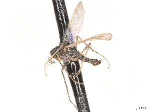  ( - CBG-A69635-G08)  @11 [ ] CreativeCommons - Attribution (2025) CBG Photography Group Centre for Biodiversity Genomics