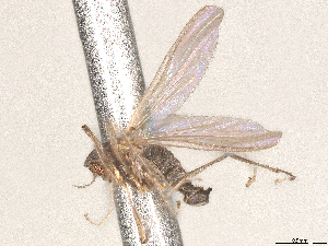  ( - CBG-A69635-G11)  @11 [ ] CreativeCommons - Attribution (2025) CBG Photography Group Centre for Biodiversity Genomics