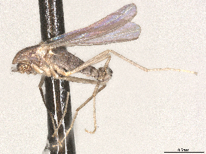  ( - CBG-A69635-G12)  @11 [ ] CreativeCommons - Attribution (2025) CBG Photography Group Centre for Biodiversity Genomics