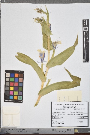  (Iris magnifica - Iris 03)  @11 [ ] Copyright (2021) Unspecified Institute of Botany, Academy of Sciences of Uzbekistan