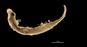  (Microgobius cf. signatus - MFLCH747-G02)  @11 [ ] CreativeCommons - Attribution (2019) El Colegio de la Frontera Sur El Colegio de la Frontera Sur