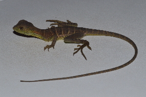  ( - MHUA-R 13173)  @11 [ ] CreativeCommons - Attribution Share-Alike (2018) Grupo Herpetologico de Antioquia Universidad de Antioquia, Museo de Herpetologia