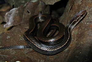  ( - MHUA-R 14859)  @11 [ ] CreativeCommons - Attribution Share-Alike (2018) Grupo Herpetologico de Antioquia Universidad de Antioquia, Museo de Herpetologia