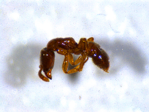  ( - H_erg_011)  @11 [ ] by-nc-sa (2021) Marco Mancini Unversity of Iceland