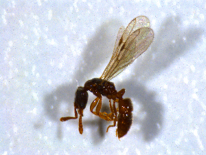  ( - H_erg_013)  @11 [ ] by-nc-sa (2021) Marco Mancini Unversity of Iceland