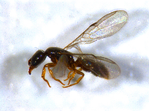  ( - H_erg_014)  @11 [ ] by-nc-sa (2021) Marco Mancini Unversity of Iceland