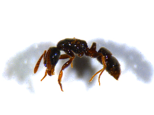  ( - H_erg_016)  @11 [ ] by-nc-sa (2021) Marco Mancini Unversity of Iceland