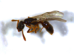  ( - H_erg_020)  @11 [ ] by-nc-sa (2021) Marco Mancini Unversity of Iceland