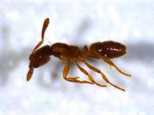  ( - H_erg_021)  @11 [ ] by-nc-sa (2021) Marco Mancini Unversity of Iceland