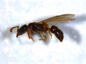  ( - H_erg_017)  @11 [ ] by-nc-sa (2021) Marco Mancini Unversity of Iceland