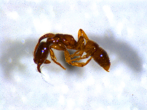  ( - H_erg_018)  @11 [ ] by-nc-sa (2021) Marco Mancini Unversity of Iceland