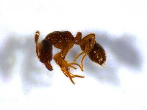  ( - H_erg_023)  @11 [ ] by-nc-sa (2021) Marco Mancini Unversity of Iceland