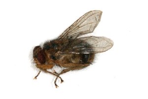  (Auchmeromyia luteola - 05-TAN-0008)  @12 [ ] Unspecified (default): All Rights Reserved  Unspecified Unspecified