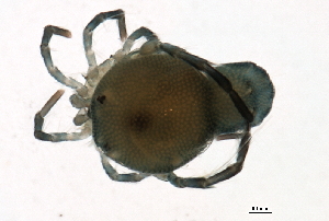  (Arrenurus birgei - CNC-IMS090088.017)  @14 [ ] CreativeCommons - Attribution (2009) CBG Photography Group Centre for Biodiversity Genomics