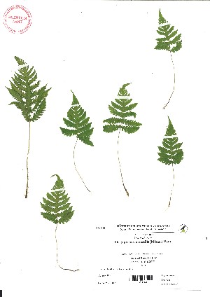  ( - VA21444)  @11 [ ] CreativeCommons - Attribution (2017) Icelandic Institute of Natural History Icelandic Istitute of Natunal History