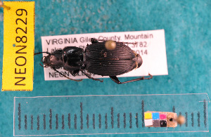  ( - NEONcarabid8229)  @13 [ ] Copyright (2010) National Ecological Observatory Network, Inc. National Ecological Observatory Network (NEON) http://www.neoninc.org/content/copyright