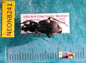  ( - NEONcarabid8241)  @13 [ ] Copyright (2010) National Ecological Observatory Network, Inc. National Ecological Observatory Network (NEON) http://www.neoninc.org/content/copyright
