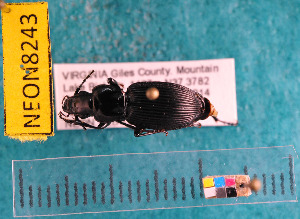  ( - NEONcarabid8243)  @13 [ ] Copyright (2010) National Ecological Observatory Network, Inc. National Ecological Observatory Network (NEON) http://www.neoninc.org/content/copyright