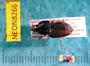  (Pterostichus atratus - NEONcarabid8266)  @13 [ ] Copyright (2010) National Ecological Observatory Network, Inc. National Ecological Observatory Network (NEON) http://www.neoninc.org/content/copyright