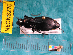  ( - NEONcarabid8270)  @13 [ ] Copyright (2010) National Ecological Observatory Network, Inc. National Ecological Observatory Network (NEON) http://www.neoninc.org/content/copyright