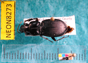  ( - NEONcarabid8273)  @12 [ ] Copyright (2010) National Ecological Observatory Network, Inc. National Ecological Observatory Network (NEON) http://www.neoninc.org/content/copyright