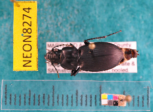  ( - NEONcarabid8274)  @13 [ ] Copyright (2010) National Ecological Observatory Network, Inc. National Ecological Observatory Network (NEON) http://www.neoninc.org/content/copyright