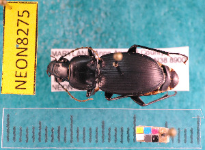  ( - NEONcarabid8275)  @13 [ ] Copyright (2010) National Ecological Observatory Network, Inc. National Ecological Observatory Network (NEON) http://www.neoninc.org/content/copyright