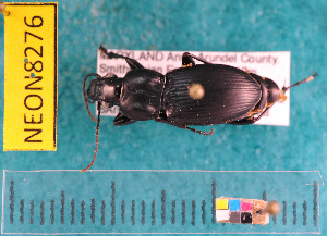  ( - NEONcarabid8276)  @13 [ ] Copyright (2010) National Ecological Observatory Network, Inc. National Ecological Observatory Network (NEON) http://www.neoninc.org/content/copyright