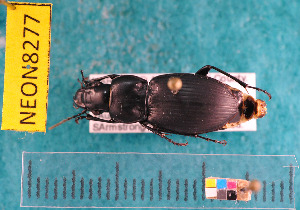  ( - NEONcarabid8277)  @12 [ ] Copyright (2010) National Ecological Observatory Network, Inc. National Ecological Observatory Network (NEON) http://www.neoninc.org/content/copyright