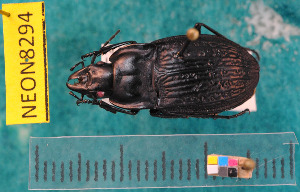  (Dicaelus sculptilis - NEONcarabid8294)  @14 [ ] Copyright (2010) National Ecological Observatory Network, Inc. National Ecological Observatory Network (NEON) http://www.neoninc.org/content/copyright
