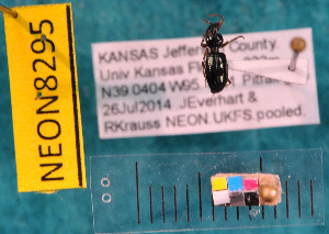  ( - NEONcarabid8295)  @12 [ ] Copyright (2010) National Ecological Observatory Network, Inc. National Ecological Observatory Network (NEON) http://www.neoninc.org/content/copyright