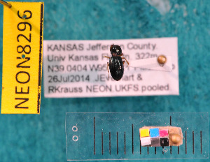  ( - NEONcarabid8296)  @12 [ ] Copyright (2010) National Ecological Observatory Network, Inc. National Ecological Observatory Network (NEON) http://www.neoninc.org/content/copyright