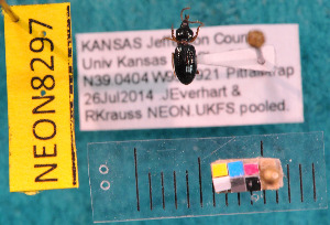  ( - NEONcarabid8297)  @11 [ ] Copyright (2010) National Ecological Observatory Network, Inc. National Ecological Observatory Network (NEON) http://www.neoninc.org/content/copyright
