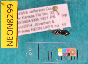  ( - NEONcarabid8299)  @11 [ ] Copyright (2010) National Ecological Observatory Network, Inc. National Ecological Observatory Network (NEON) http://www.neoninc.org/content/copyright