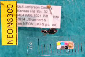  (Semiardistomis puncticollis - NEONcarabid8300)  @12 [ ] Copyright (2010) National Ecological Observatory Network, Inc. National Ecological Observatory Network (NEON) http://www.neoninc.org/content/copyright