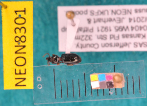  ( - NEONcarabid8301)  @12 [ ] Copyright (2010) National Ecological Observatory Network, Inc. National Ecological Observatory Network (NEON) http://www.neoninc.org/content/copyright