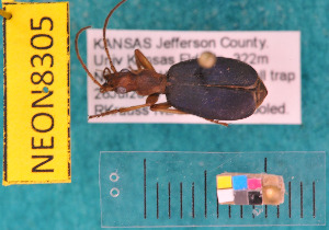  ( - NEONcarabid8305)  @13 [ ] Copyright (2010) National Ecological Observatory Network, Inc. National Ecological Observatory Network (NEON) http://www.neoninc.org/content/copyright