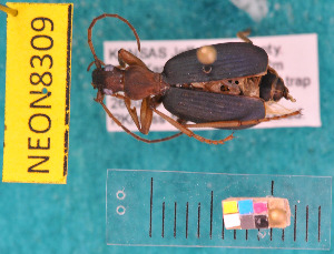  ( - NEONcarabid8309)  @13 [ ] Copyright (2010) National Ecological Observatory Network, Inc. National Ecological Observatory Network (NEON) http://www.neoninc.org/content/copyright