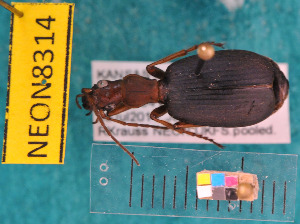  ( - NEONcarabid8314)  @14 [ ] Copyright (2010) National Ecological Observatory Network, Inc. National Ecological Observatory Network (NEON) http://www.neoninc.org/content/copyright