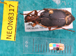  ( - NEONcarabid8317)  @13 [ ] Copyright (2010) National Ecological Observatory Network, Inc. National Ecological Observatory Network (NEON) http://www.neoninc.org/content/copyright