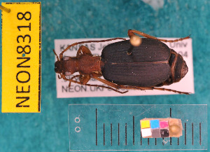  ( - NEONcarabid8318)  @14 [ ] Copyright (2010) National Ecological Observatory Network, Inc. National Ecological Observatory Network (NEON) http://www.neoninc.org/content/copyright