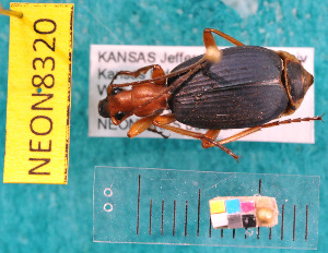  ( - NEONcarabid8320)  @14 [ ] Copyright (2010) National Ecological Observatory Network, Inc. National Ecological Observatory Network (NEON) http://www.neoninc.org/content/copyright