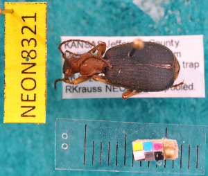  ( - NEONcarabid8321)  @14 [ ] Copyright (2010) National Ecological Observatory Network, Inc. National Ecological Observatory Network (NEON) http://www.neoninc.org/content/copyright