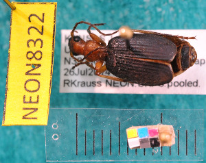  ( - NEONcarabid8322)  @13 [ ] Copyright (2010) National Ecological Observatory Network, Inc. National Ecological Observatory Network (NEON) http://www.neoninc.org/content/copyright